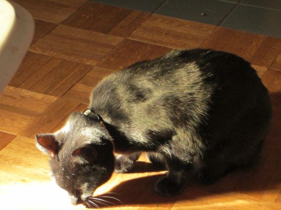 Ladybugs: friends or crunchy snack?