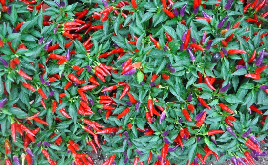 Small, red ornamental peppers are often used in landscaping for added color at Longwood Gardens. Photo: Bob Hosh