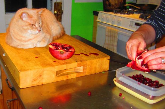 This week: fruit juice and watchful cats. Next week: fruit juice and watchful cats and surgery. 