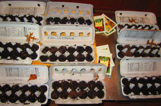 This morning, I planted nine cartons of herb, spinach and lettuce seeds that will later fulfill their leafy destinies in the raised garden. Next: hanging planters and tomato anarchy.