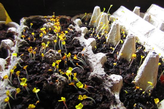 The first wave of seeds have sprouted just in time for me to go back to work. It is so inconvenient to have to make a living at the time when flora comes to life.