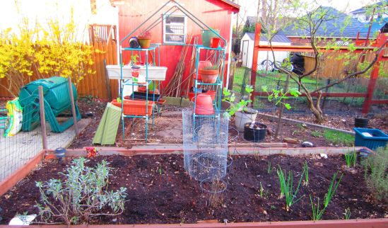 The garden, cleaned out and ready. Today, I planted potatoes around the sage bush at left. Though my own personal potato blight two years ago hurt my delicate fee-fees, I'm trying again.