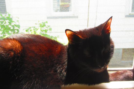 Mysterious Topaz rests in fresh breezes and lazy afternoon sun. 