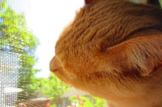 Beautiful Sweetpea wants to know more about agriculture. All the kids are doing it!