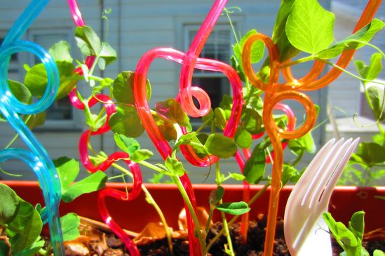 Tell the cashier you're buying swirly straws for your plants. She's already looking at you funny.