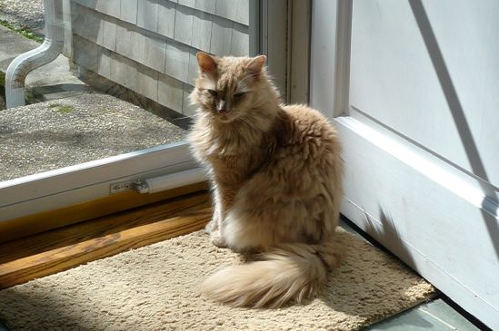 My brother Hobbes, currently nesting on my shoes.