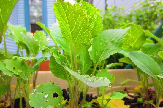 Apropos of nothing, I've always hated Frankie Valle and the Four Seasons.