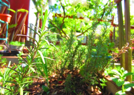 That other rosemary bush is a dirty whore. I mean, just look at her!