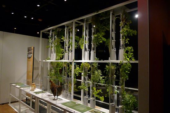 At the American Museum of Natural History, Pete and I stumbled into an exhibit about food anthropology and a demonstration about the magic of pectin. I answered questions because Dad died and left me homework. Thanks, Dad! 