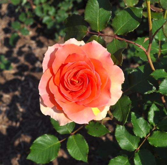 "Brass Band" is a multiflora rose cultivar introduced in 1994. The  melon-colored flowers are scented. Photographed at R.W. van der Goot Rose Garden, Somerset, NJ. Photo: Bob Hosh