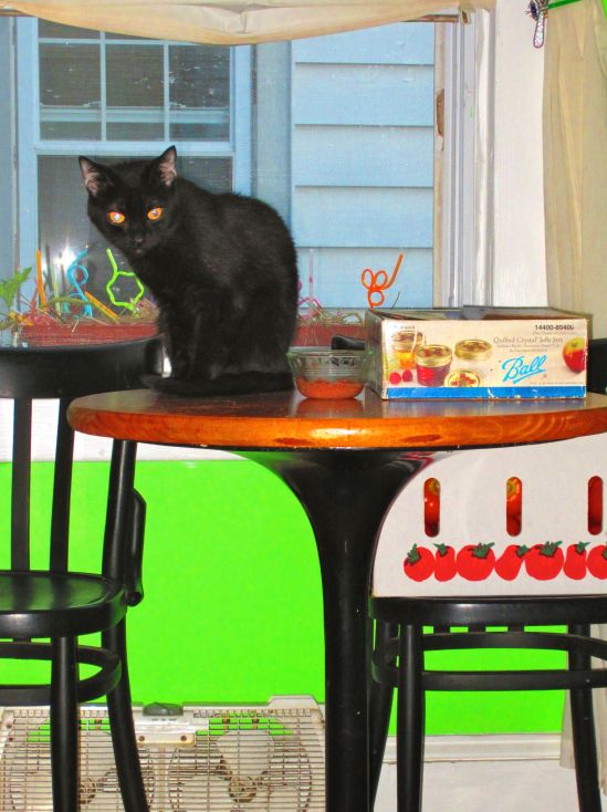 WHAT is that GODDAMN kitten DOING?