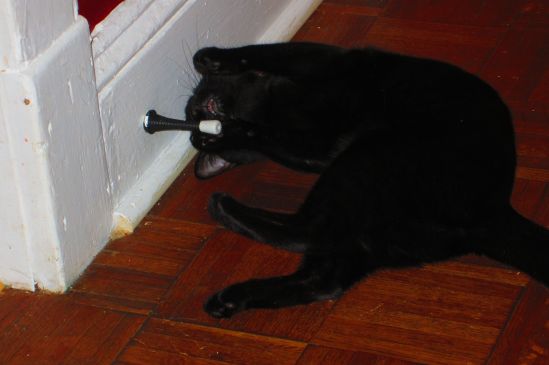 Sproing chomp chomp chomp!