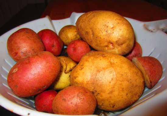 The rest of the potatoes, freshly dug up and still in their happy soil. Note their rustic charm! In an interesting turn of events, when I turned over a spot I thought I'd turned over before, all the red potatoes turned up. Yahtzee!