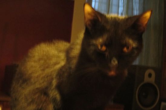 Me? I got nothing today. Topaz, perturbed, eschews  even hard edges.