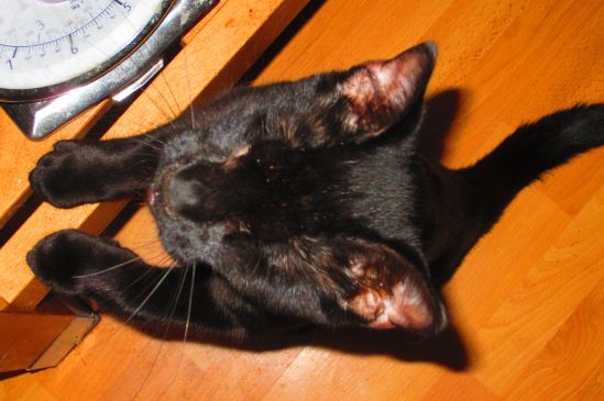 Meet Tippi, formerly Darla, our current adorable kitten. Her birthday is in December. We hope we will survive to see it. 