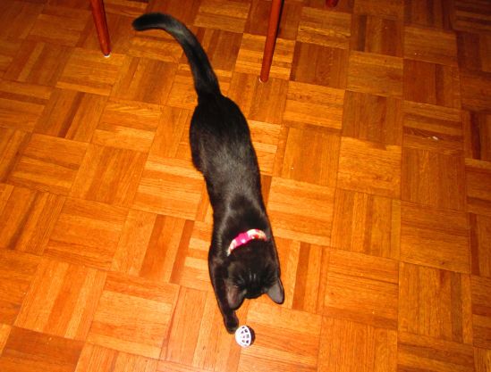 Yesterday wasn't a complete wash for everyone. Tippi got new bell balls out of my ordeal. 