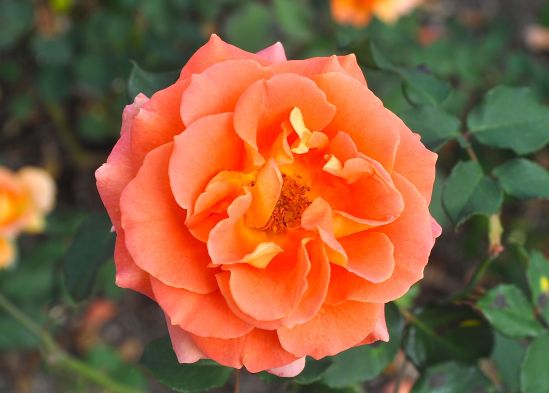 Photo: Bob Hosh. Brass Band is a floribunda rose that was bred in the U.S. in 1993. A repeat bloomer with yellow, apricot and peach blend of colors with a moderate damask fragrance. Photographed at the R.W. van der Goot Rose Garden in Somerset, NJ. 