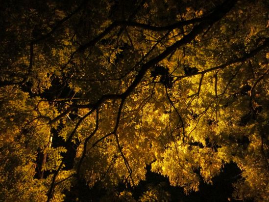 Jersey question: moon or streetlight?