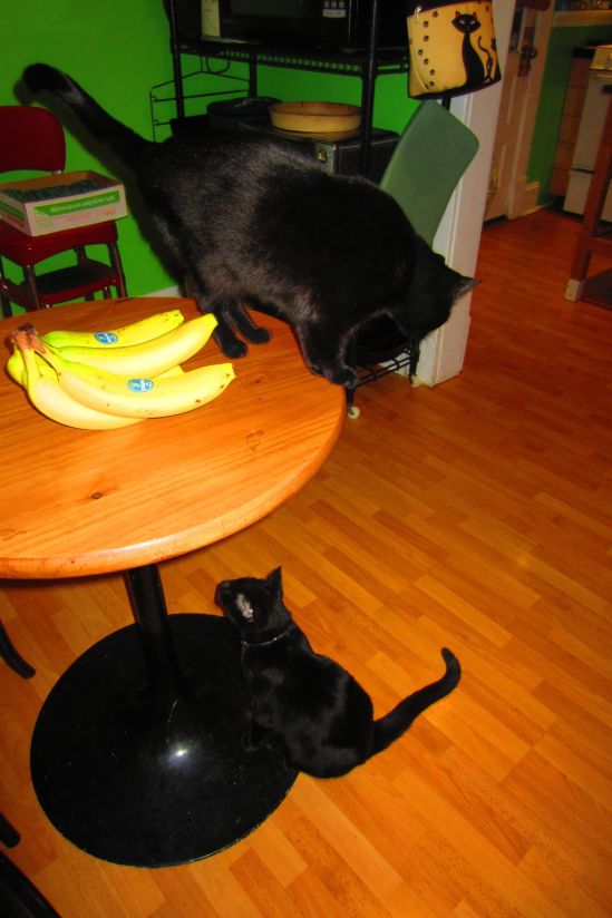 Pete and I scrubbed the kitchen to within an inch of its life, signaling the end of the kitten's stinky tyranny. Drusy, above, remains concerned.