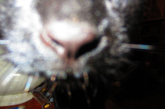 Kitten says you smell like trouble!