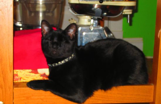Pirate Wednesday sits on this kitchen island shelf while I putter around the galley. That is the weakest excuse ever for this -