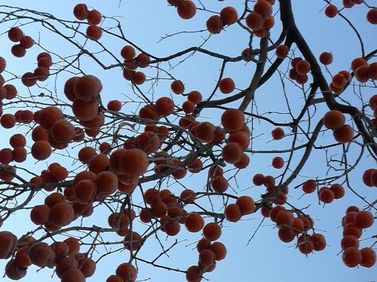 Every year, this mysterious tree looks depressed until all that parasitic fruit migrates to the lawn. I can't decide how I'd like to console it, since it's not my tree.