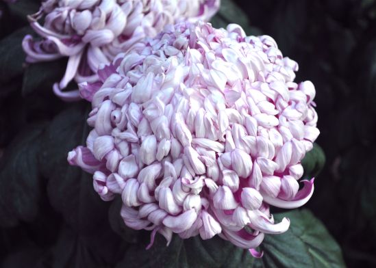 Photo by Bob Hosh, taken at Longwood Gardens.