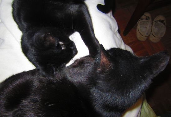 Pirate Wednesday, author of such remarks as, "Arrrrr!", would like Drusy, Queen of Our House to am-scray. Countdown to cat fight in 3, 2, 1 -