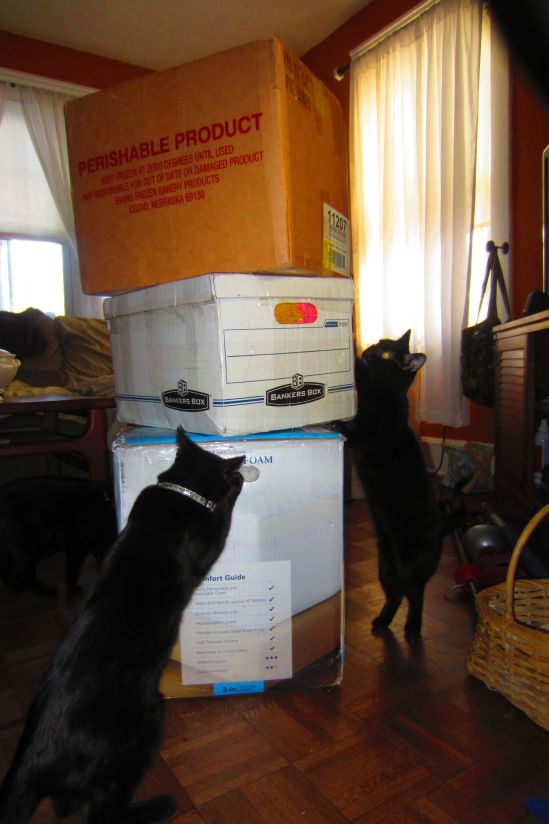 Drusy and Topaz inspect today's shipment of art supplies, by which I mean yarn from a nice person in Casper, Wyoming for the cat blanket project. If you open the door, someone else's generosity can barge in and blow your mind.