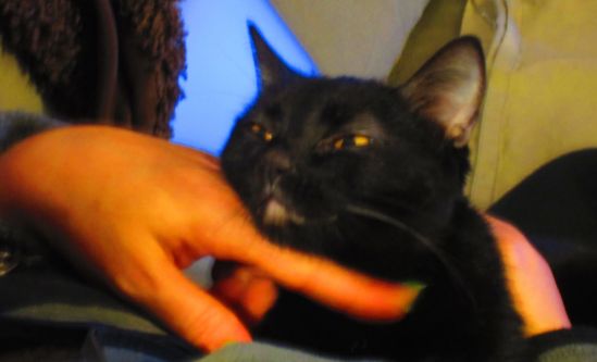 Scratch me, Mama, and all is forgiven. All of what? Oh, you know. Something about the last two giant kittens.