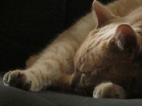 Unlike the other cats, lovely Sweetpea snoozes near you, but not on you.  