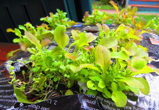 Somewhere, I read about folks growing food plants in potting soil bags. I was all LET'S SCIENCE IT! and here we are.