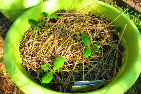 The squash plants pose like little girls in mom's prom dress.