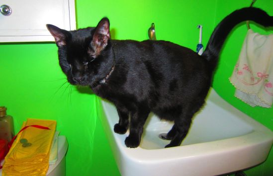 How did I, your ferocious blind kitty, find this sink and why do I like it so much? If I told you, you might quit wearing all your shoes.