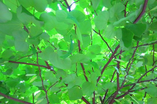 According to the weather maps, we should be canoeing around town right now. Mysterious! The streets aren't the slightest bit floody.