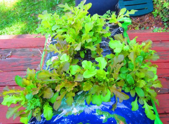 The neighbors looked so happy when I stabbed this bag with a garden spade like it owed me a ten spot.