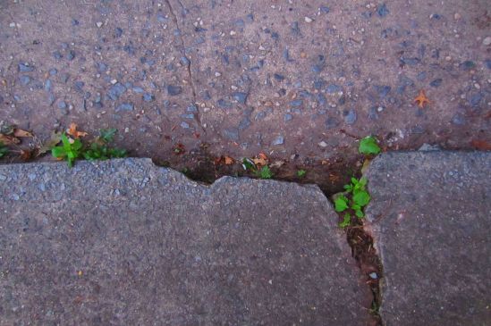 Crooked is as crooked does. Also: straight lines seem very silly to plants.