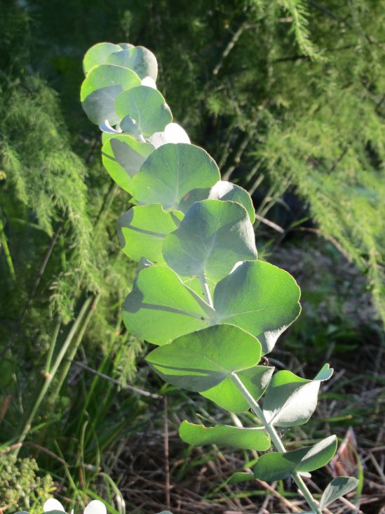 Eucalyptus and Asparagus, obviously on their way out for a couple of cosmos.