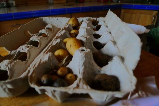 We have three egg cartons filled with blushing ingenues awaiting their star turns in the potato pool. We shall see who is a chorus girl and who breaks the surface with sparklers and a waterproof tiara.