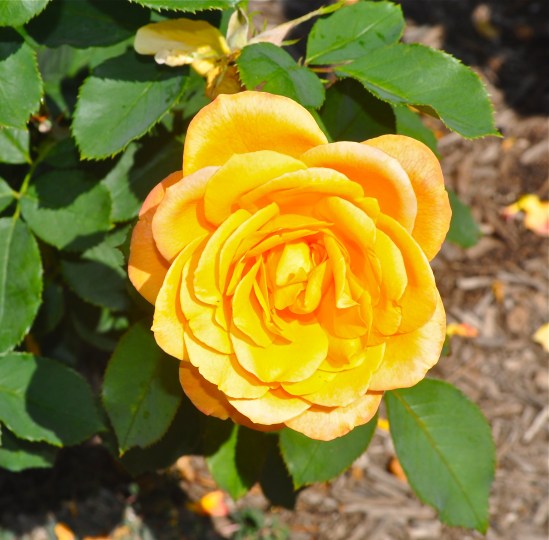 Another pretty flower!