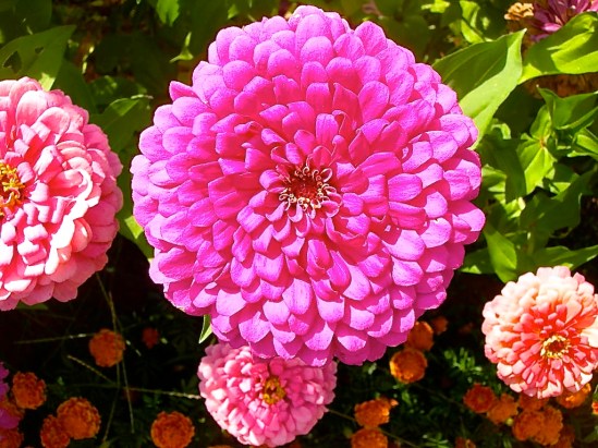 Photo by Bob Hosh, who says, "Nothing says Summer like Zinnias (Zinnia elegans)! I used to grow the variety Benary’s Giants at Hageman Farm and they were beautiful!"