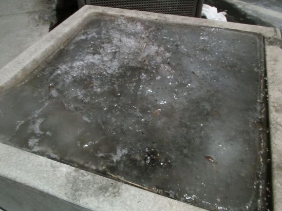 It was snowing when I got up this morning and all was frozen until it melted this afternoon and is refreezing now. I am shopping for Meyer lemon plants in self-defense.