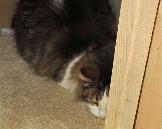 For two days, we found Timmy hiding behind the toilet, but today, he's behind the fridge again. Ah, well. Tomorrow, his disastrous human returns and while I don't expect her to kiss my ass, I expect her to kiss Timmy's from now on.