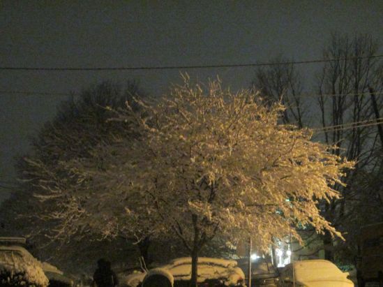 Today was the first day of spring and, tonight, the trees are so pretty they don't even look real, which is weird because trees are pretty.