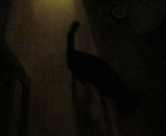 Wednesday is a busy black cat hunting ladybugs in a dark kitchen. Glad I wasn't wearing camo.