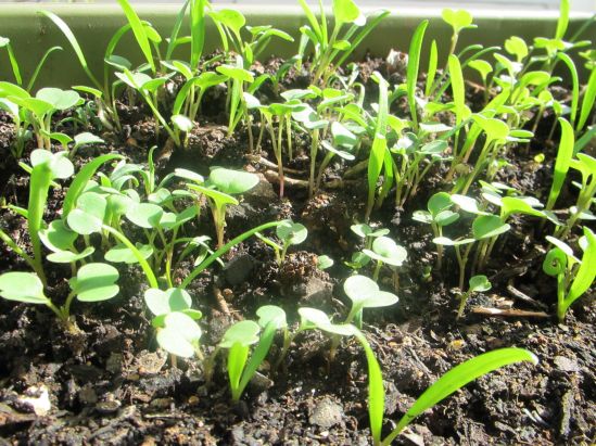 In related news, the window box arugulas and spinaches dance for joy!