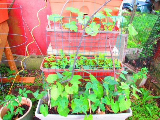 The seedlings look like they're cheating off each others' math tests.