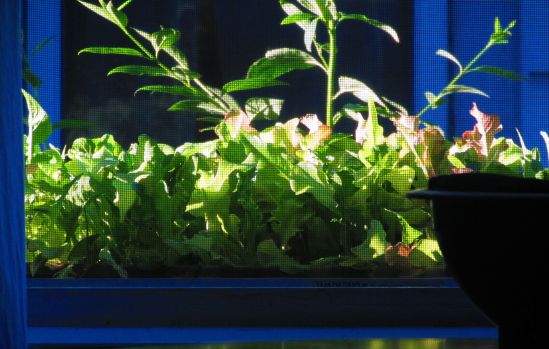 This is the first peaceful moment since Miss Sasha, Panky and Buckwheat arrived on Saturday. Bonus: I'm not sure what day it is, but I've probably aged five years.