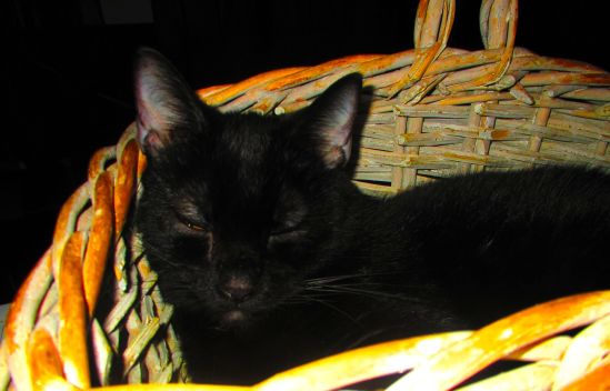 I slow-blink you, Mama.