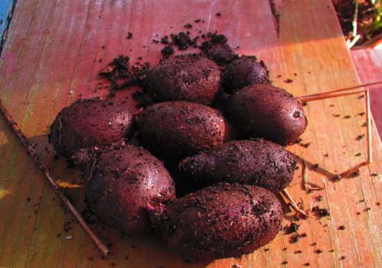 Today's potato: blue!